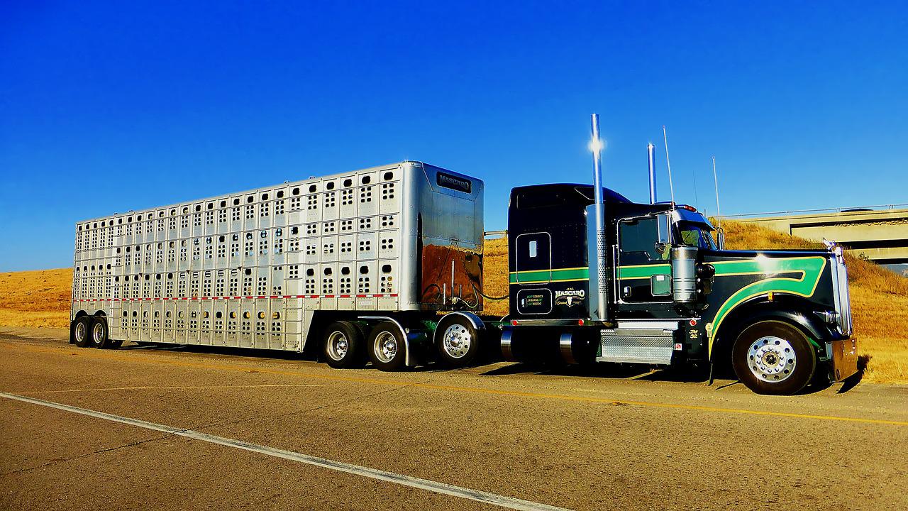 Cattle Truck Accidents